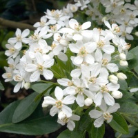 CHOISYA TERNATA