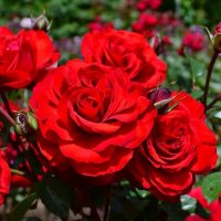 ROSE STD CHRISTCHURCH REMEMBERS