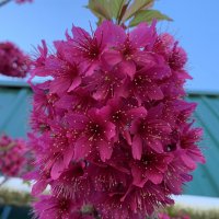 PRUNUS FELIX JURY L/W