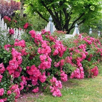 ROSE FLOWER CARPET PINK