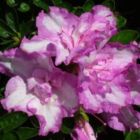 AZALEA ROSA BELTON