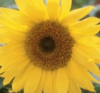 SUNFLOWER PACINO DWARF COLA