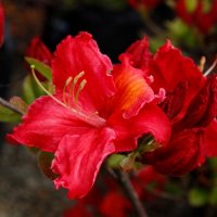 AZALEA RASPBERRY RIPPLE -DECIDUOUS