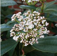 VIBURNUM DAVIDII