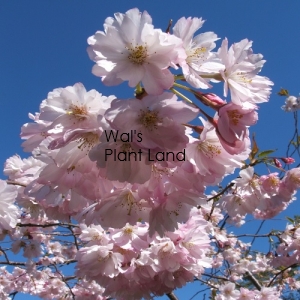 PRUNUS ACCOLADE 1.8M STD
