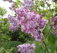 SYRINGA GENERAL PERSHING