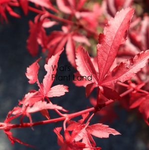 ACER SKEETERS BROOM STD 90