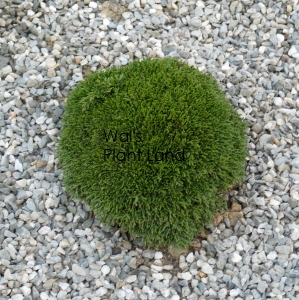 CHAMAECYPARIS LAW GREEN GLOBE