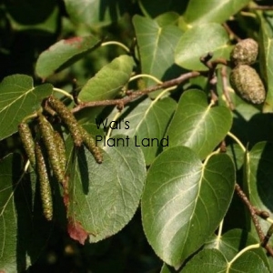 ALNUS CORDATA