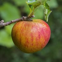 APPLE KENTISH FILBASKET