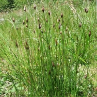 JUNCUS PALLIDUS