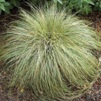 CAREX COMANS GREEN