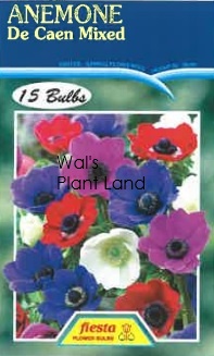 ANEMONE DE CAEN MIXED PKT 15 [ANEDECANMIX15] - $ : Wals Plant Land!,  For all your shrubs and trees at prices that please