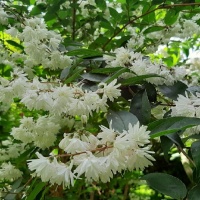 DEUTZIA CANDIDISSIMA