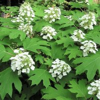 HYDRANGEA QUERCIFOLIA PEE WEE