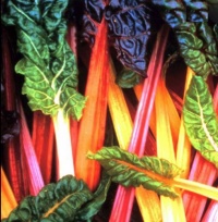 SILVERBEET BRIGHT LIGHTS