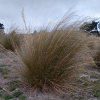 POA CITA (SILVER TUSSOCK)