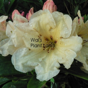RHODODENDRON LEMON MARMALADE