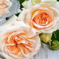 ROSE SHOWPIECE CHAMPAGNE