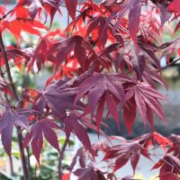 ACER PAL BLOODGOOD