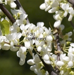 CERCIS SPRING SNOW