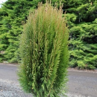 THUJA ORI SUMMER GOLD