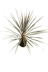 CORDYLINE ALBERTII