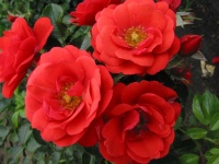 ROSE FLOWER CARPET SCARLET
