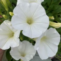 PETUNIA STEREO WHITE