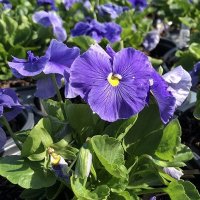 PANSY DELTA TRUE BLUE
