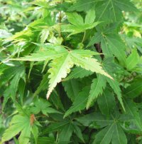 ACER PAL SENKAKI