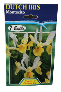 DUTCH IRIS MONTECITO
