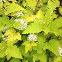 PHYSOCARPUS OPULIFOLUS LUTEUS