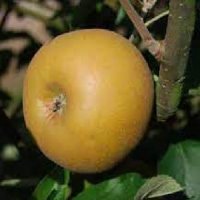 APPLE EGREMONT RUSSET