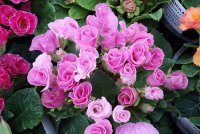 Perennials