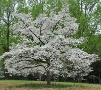 CORNUS CLOUD 9