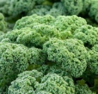 KALE CURLY