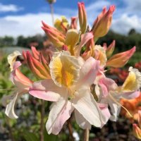 AZALEA DELICIATISSIMA-DECIDUOUS