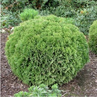 THUJA ORI. DANICA