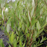 PHEBALIUM SQUAMEUM