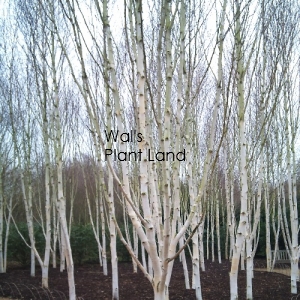 BETULA jacquemontii DAZZLER