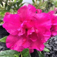 AZALEA VIOLACEA MULTIFLORA