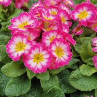 Bedding Plants