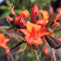 AZALEA DOROTHY CORSTON -DECIDUOUS