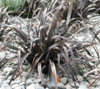 PHORMIUM BLACK RAGE