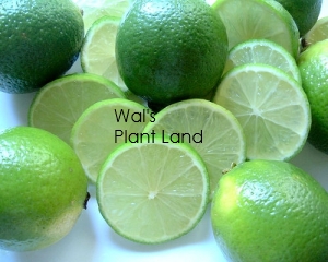 LIME - TAHITIAN