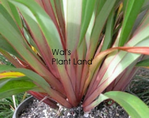 DIANELLA TAS RED