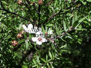 LEPTOSPERMUM SCOPARIUM MANUKA