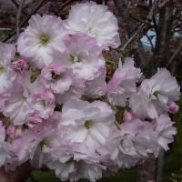 PRUNUS SHIMIDSU SAKURA 1.2M