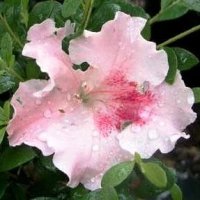 AZALEA GUMPO PINK